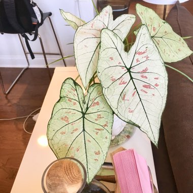 Elephant Ear (Caladium)