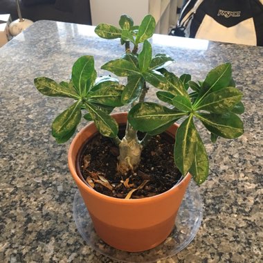 Desert Rose