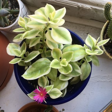 Baby Sun Rose 'Variegated Form'