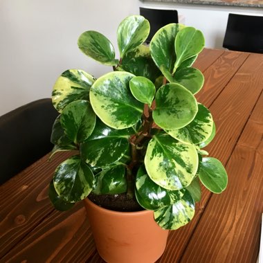 Baby Rubber Plant 'Variegata'