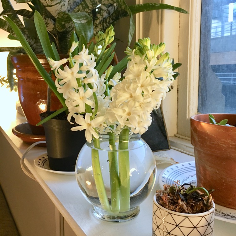 Plant image Hyacinthus orientalis 'City of Haarlem'