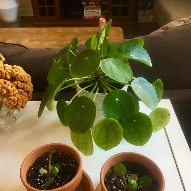 plant image 968625