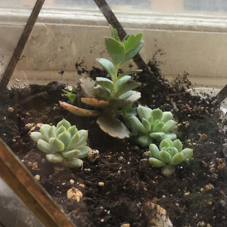 plant image 968639