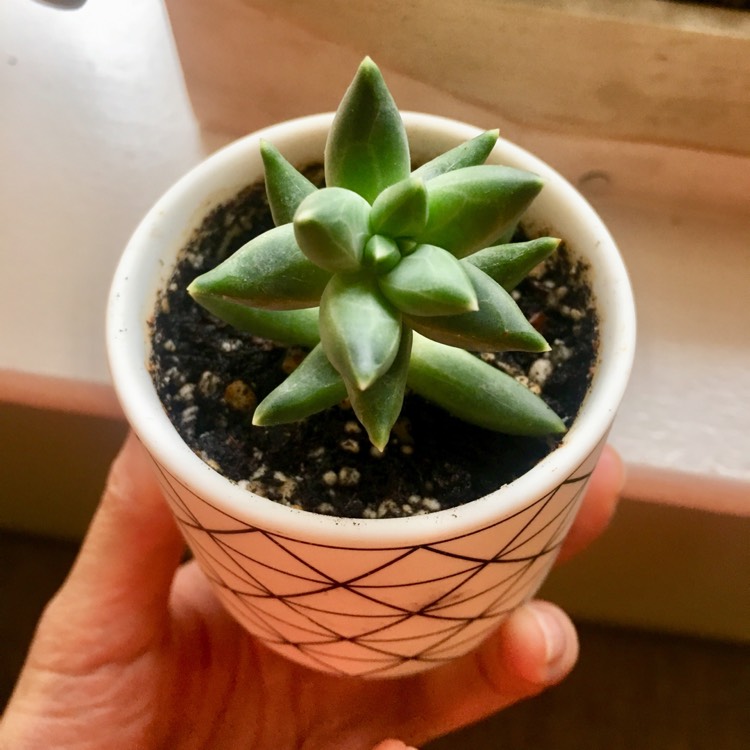 Plant image x Pachyveria glauca 'Little Jewel'