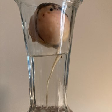 Avocado 'Hass'