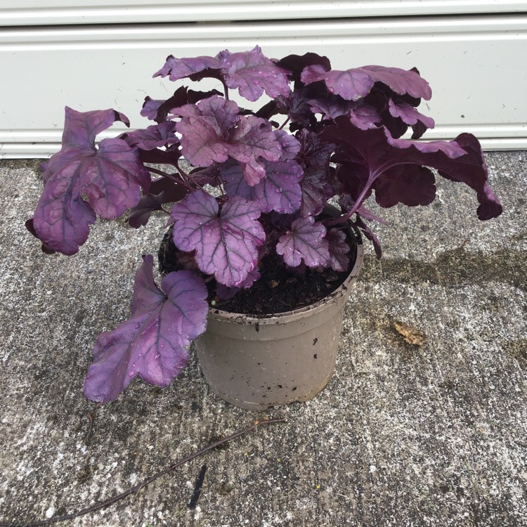 Plant image Heuchera Wild Rose