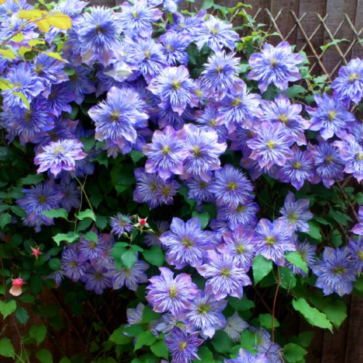 plant image 725692 plant image 725692