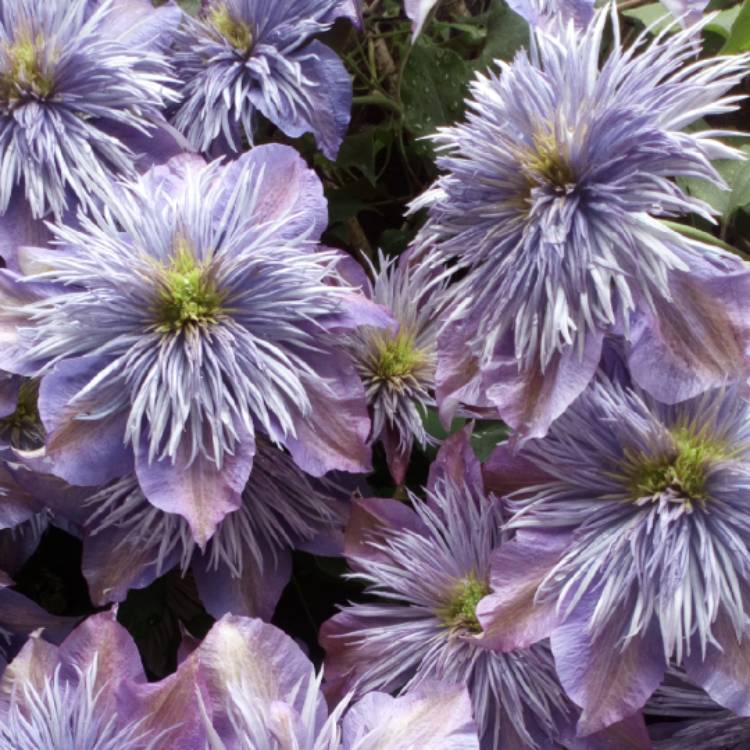 plant image 725706 plant image 725706