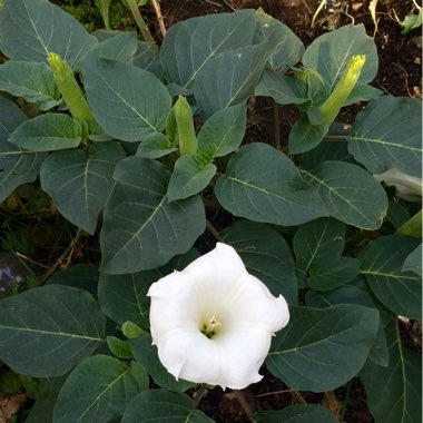Lynda's garden