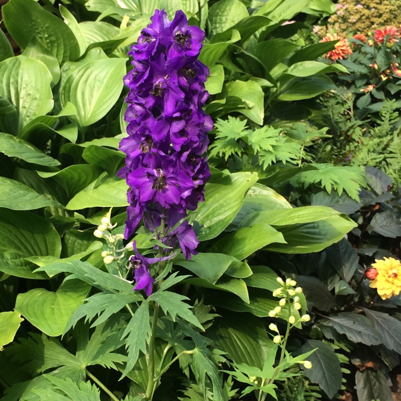 Lynda's garden
