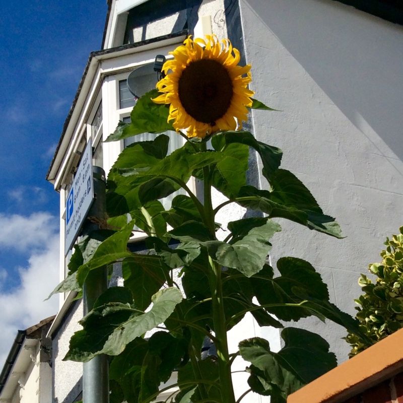 Lynda's garden