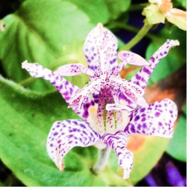 Lynda's garden