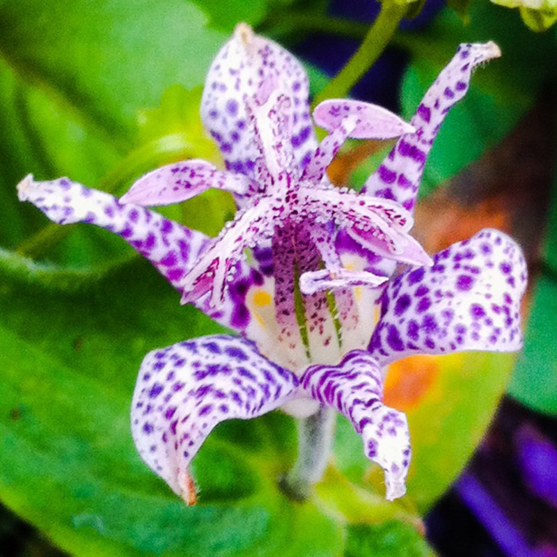 Plant image Tricyrtis formosana 'Pink Freckles'