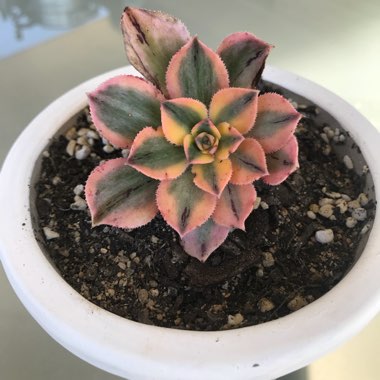 Aeonium 'Sunburst'