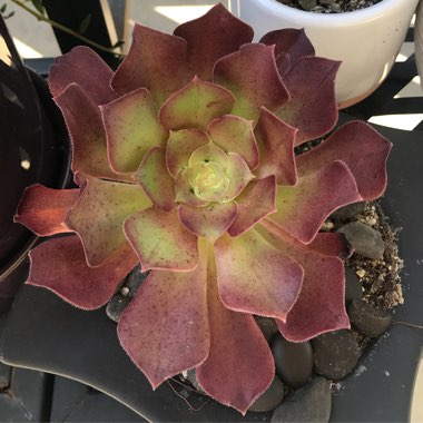 Aeonium 'Blushing Beauty'