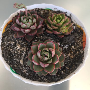 Lynda's garden
