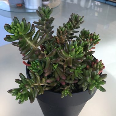 Sedum 'Red Jelly Beans'