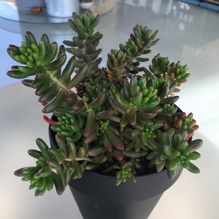 plant image 827690