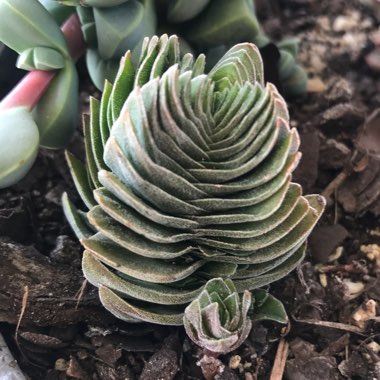 Crassula 'Buddha's Temple'