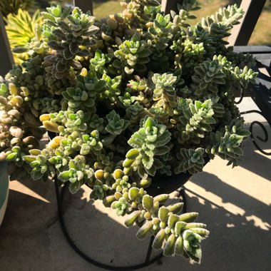 Vick's VapoRub Plant