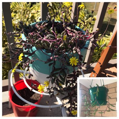 Lynda's garden