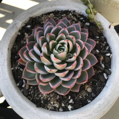 Lynda's garden