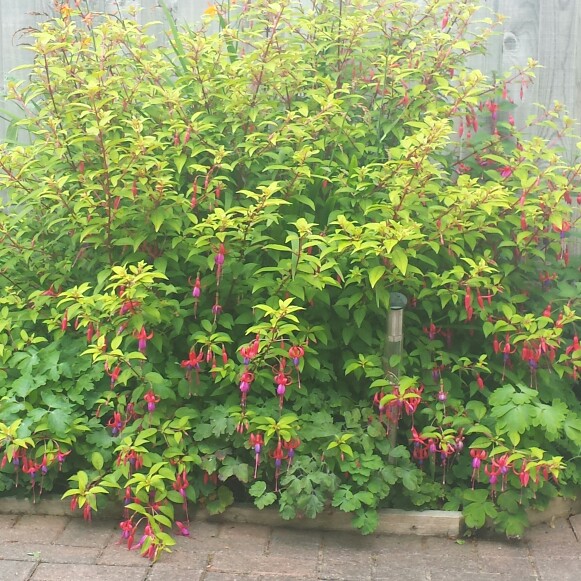 Lynder 's garden