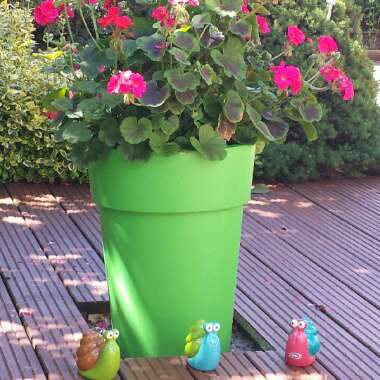 Lynder 's garden