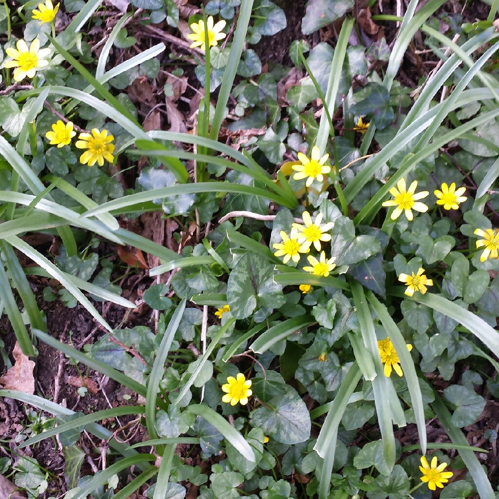 Plant image Ficaria verna