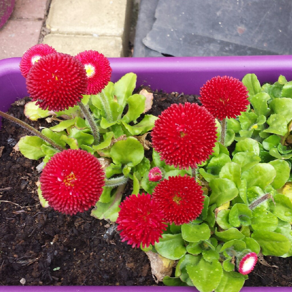 Plant image Bellis Perennis 'Romi Red'