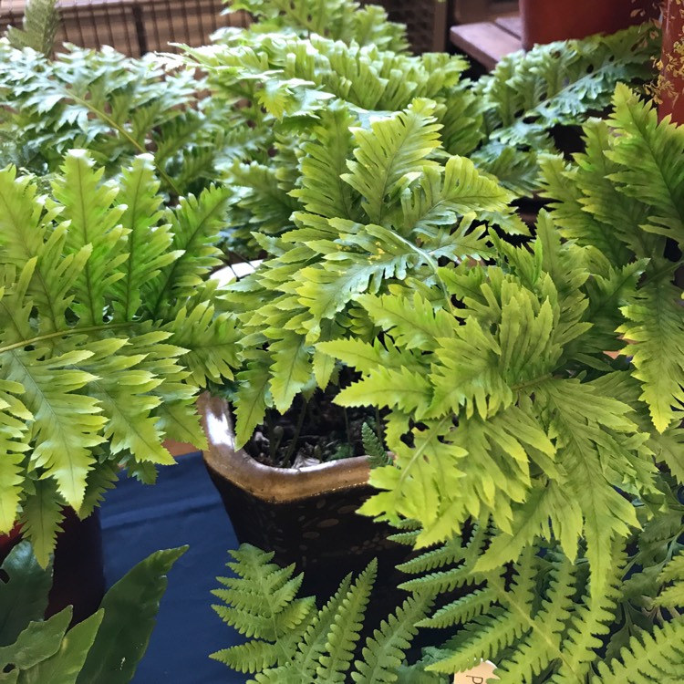 plant image 535110