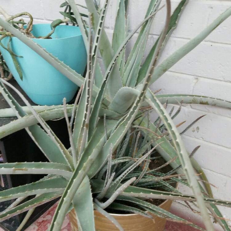 Plant image Aloe Rupestris