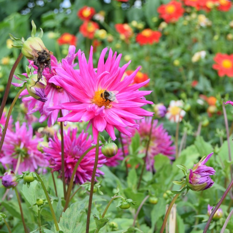Lyndsey's garden