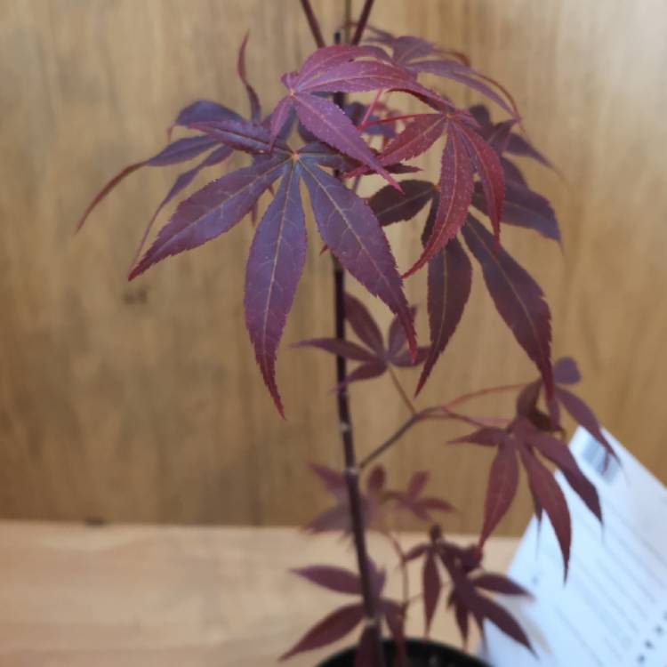 plant image 1013244