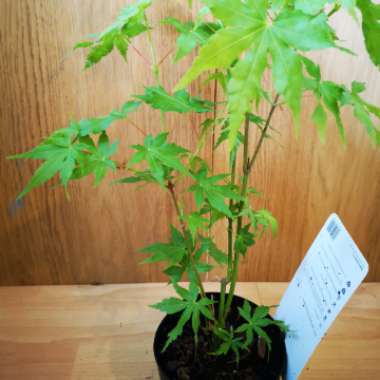 Acer palmatum 'Sonkootgre' syn. Acer palmatum 'Going Green'