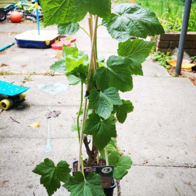 plant image 1026122