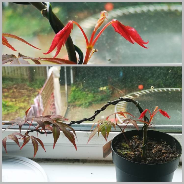 plant image 1052610
