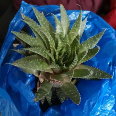 Aristaloe Aristata (formerly Aloe Aristata)