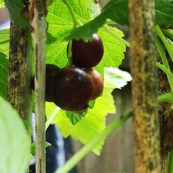 Plant image Ribes nigrum 'Ben Connan'
