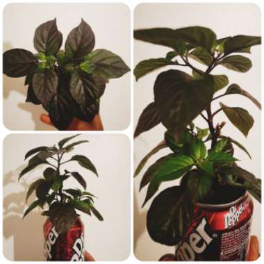 Capsicum annuum