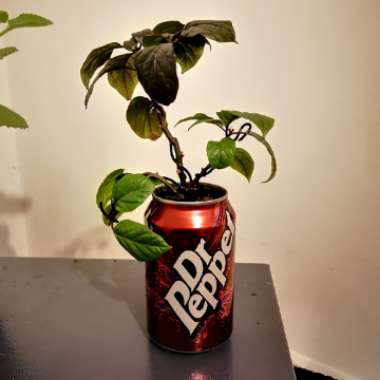 Capsicum annuum