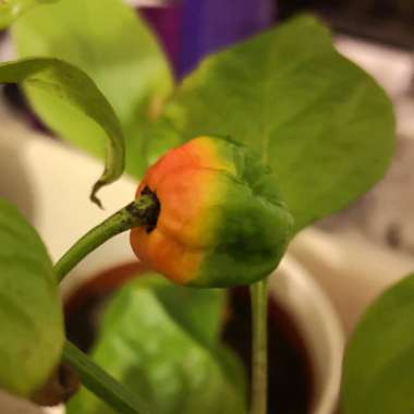 Capsicum Chinense 'Carolina Reaper'
