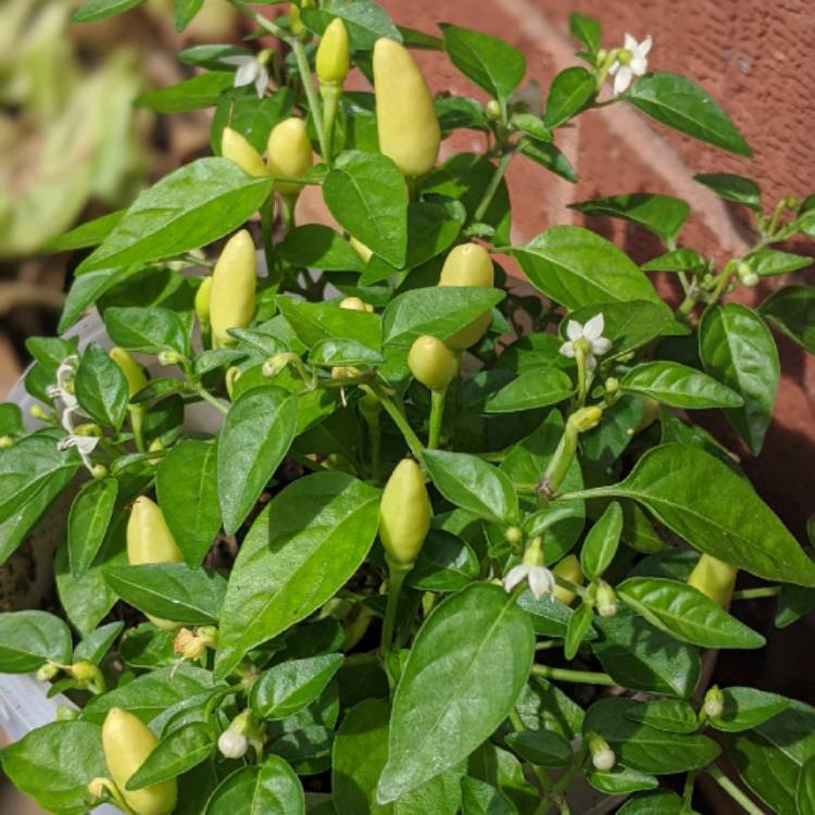 plant image 1366100