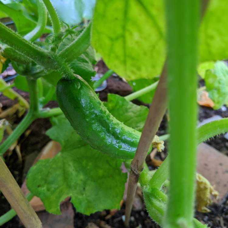 plant image 1373229 plant image 1373229