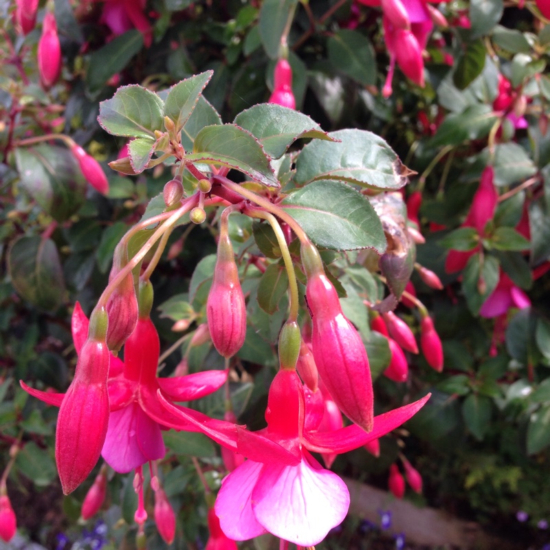 Fuchsia