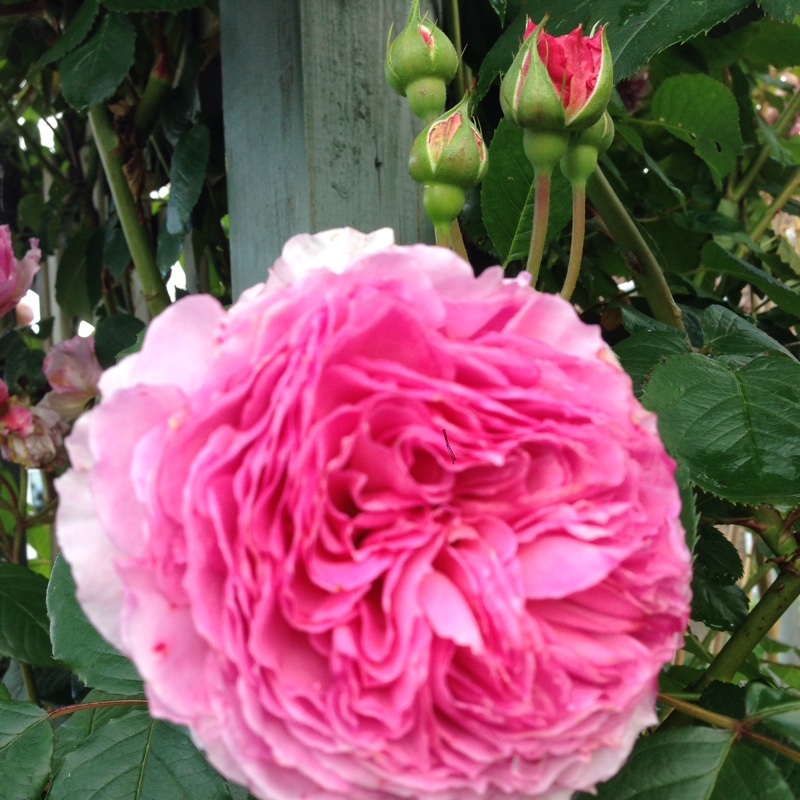 Rose 'James Galway' (Shrub)