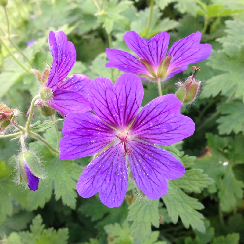 Cranesbill (Geranium)