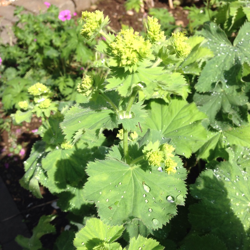 Lady's Mantle