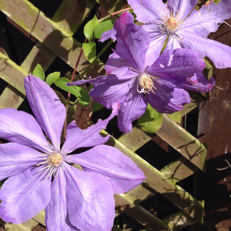Clematis 'Mrs Cholmondeley'