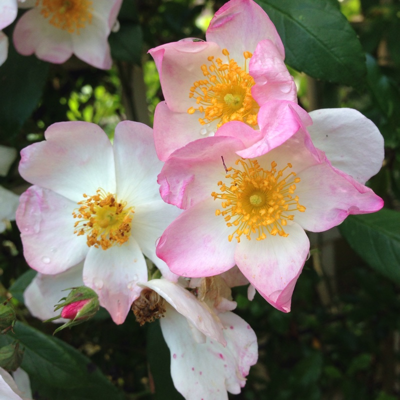Rose 'Francis E. Lester' (Hybrid Musk Rambler)